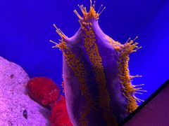 -上海海洋水族馆
