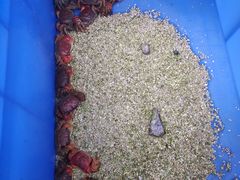 -秦美花卉(天朗·莱茵小城2期店)