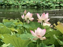 -桂湖森林公园