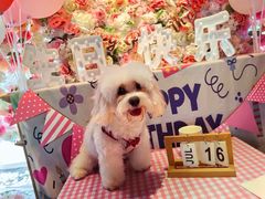 -百好乐宠物友好餐厅(朝外大街店)