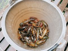 -同銮特种养殖场·龙虾垂钓