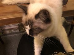 -猫色咖啡·猫咖