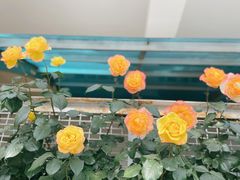 -北京八中游泳馆