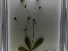 -广东中医药博物馆