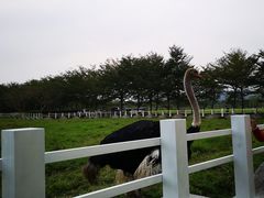 -瑞穗牧场