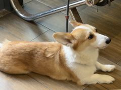 -爱侣·安琦尔宠物医院·中兽医针灸·心内科·狂犬免疫点(宝山区院)