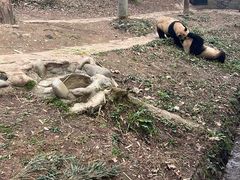 -都江堰中华大熊猫苑