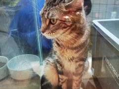 -唐小姐の猫狗洗护·购宠旗舰店(周浦万达店)