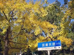 -八大关景区