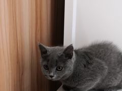 -瑞鹏宠物医院·骨科·猫科·内科(第一中心)