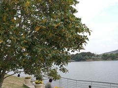-羊山湖公园