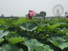 -白洋淀景区