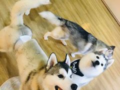 -Husky Go! 哈士奇体验馆·宠物咖啡厅狗咖