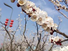 -咸阳湖景区-古渡公园