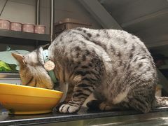 -小时光咖啡馆(北锣鼓巷店)