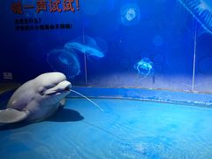 -泉城欧乐堡海洋极地世界