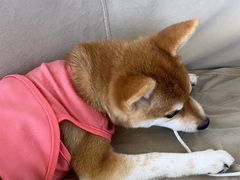 -怪兽屋·羊驼·猫咖·狗咖(俊华广场店)