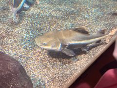 -太平洋海底世界