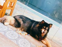 -more than meow吴止猫主题餐厅(承德 中船汇店)