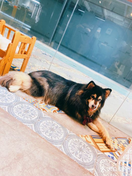 more than meow吴止猫主题餐厅(承德 中船汇店)图片