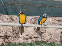 -西霞口神雕山野生动物世界