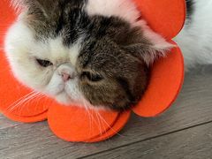 -中农国际动物医院24小时·猫科·骨科·急重症中心