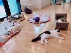 -momokira米努特·德文卷毛猫·棉花面纱犬