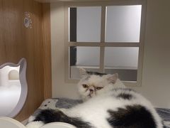 -Cappucimeow猫咪咖啡馆(韦伯时代店)
