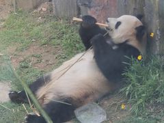 -大连森林动物园