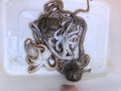 -本达人海鲜烧烤·朝鲜族风味(发展店)