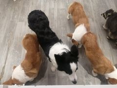 -浣熊柯尔鸭土拨鼠·电玩咖
