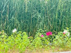 -大兴滨河森林公园