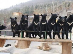 -东方熊牧场