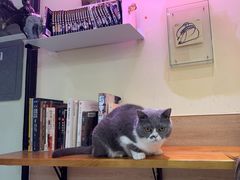 -滚猫咖啡·猫咖·猫友好撸猫(未来城店)