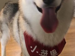 -Husky Go! 哈士奇体验馆·宠物咖啡厅狗咖