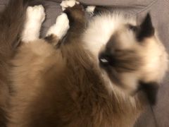 -猫友咖啡店(玉林西路店)