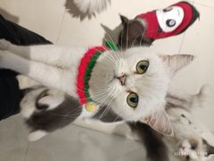 -怪兽屋·羊驼·猫咖·狗咖(俊华广场店)