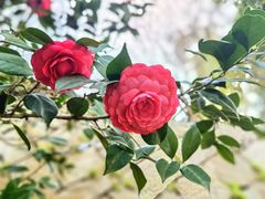 -乌山风景区