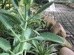 -广西壮族自治区药用植物园