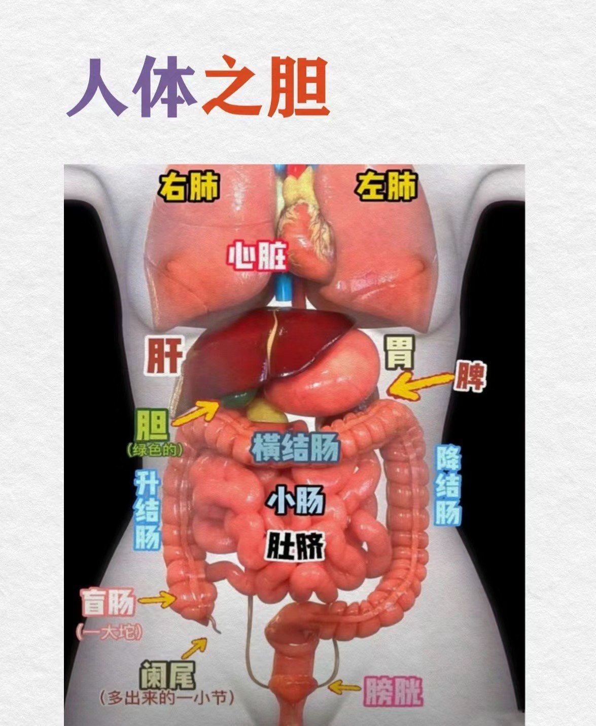 胆结石,你了解多少