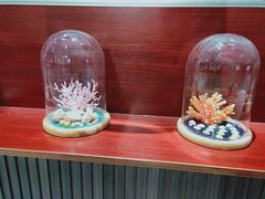 -青岛贝壳博物馆