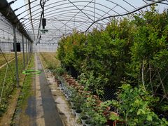 -西部兰花园生态园