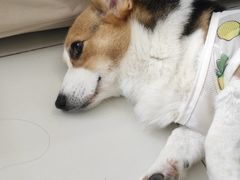 -怪兽屋·羊驼·猫咖·狗咖(俊华广场店)