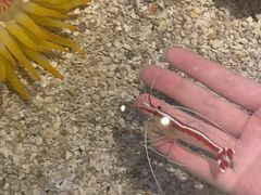 -瑞普利水族馆