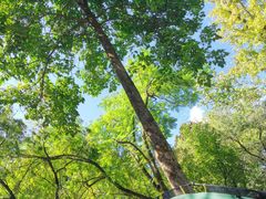 -铁山坪森林公园