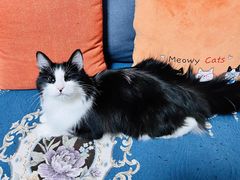 -客栈猫舍(中央北路店)