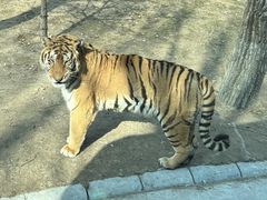 -北京野生动物园