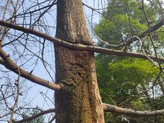-成都老君山