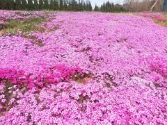 -棒棰岛宾馆景区