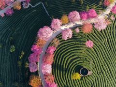 -高东镇樱花园